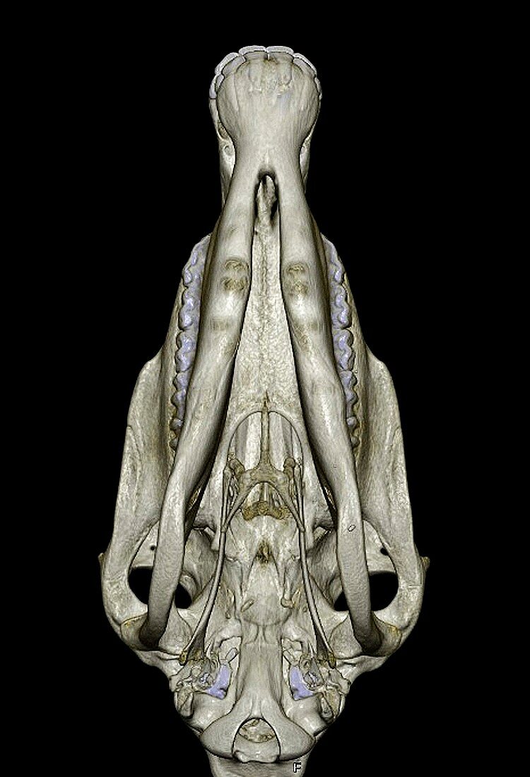 Underside of a horse's skull,3D CT scan
