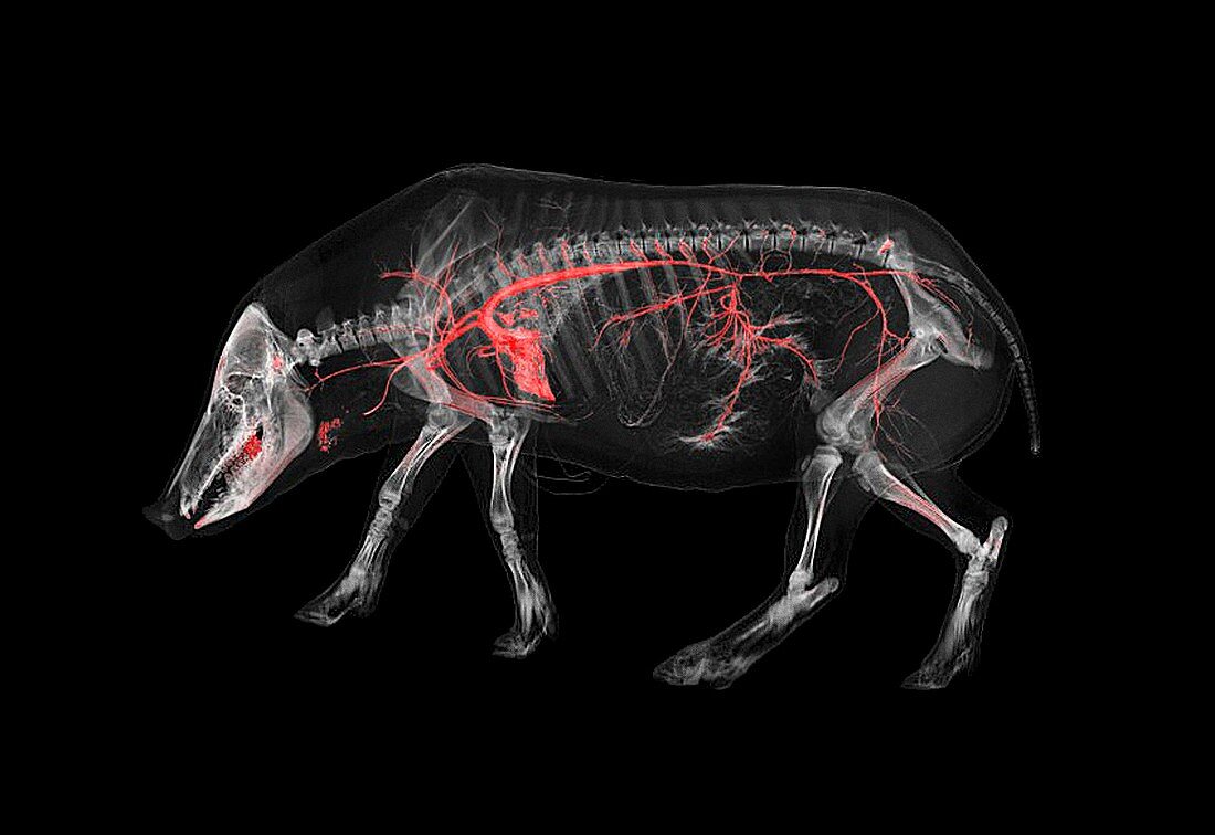Boar skeleton and blood vessels,CT scan