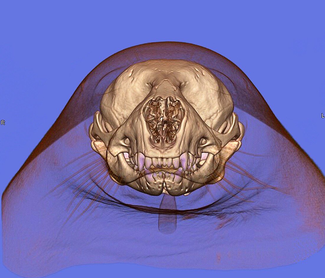Seal's skull and head,CT scan
