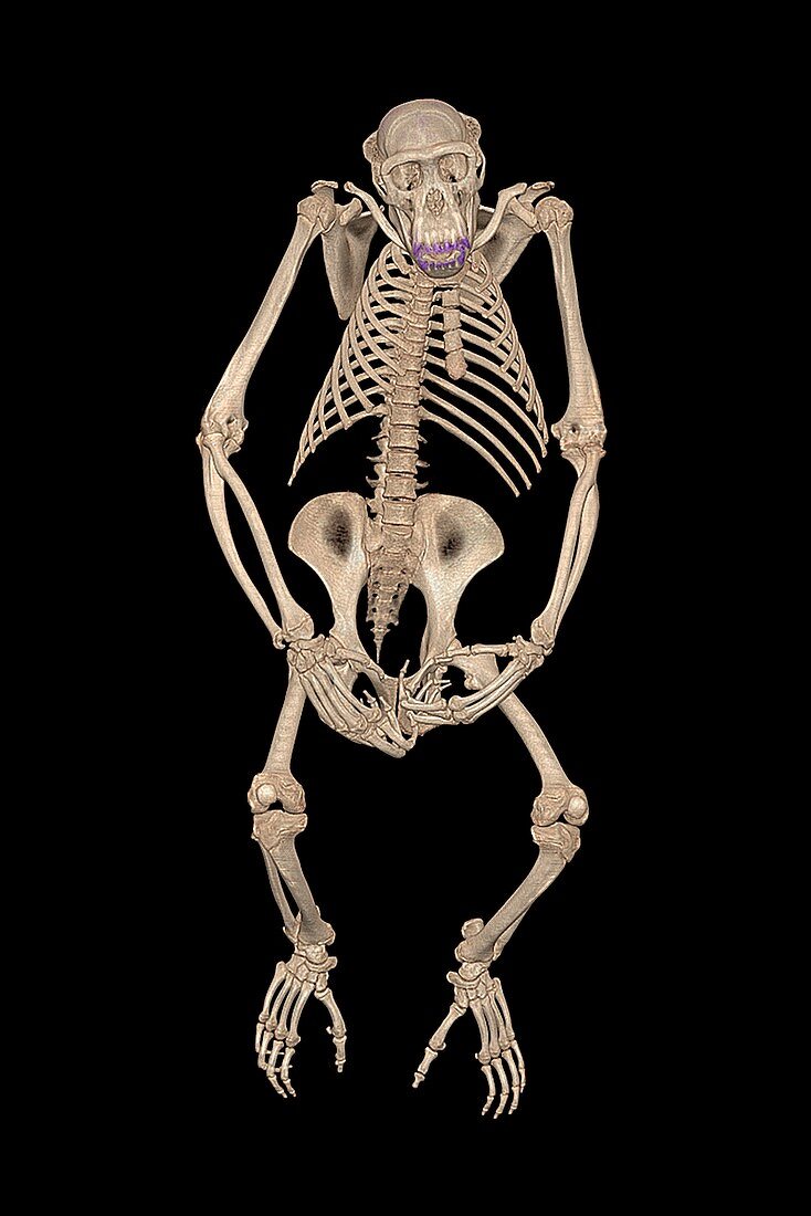 Chimpanzee skeleton,CT scan