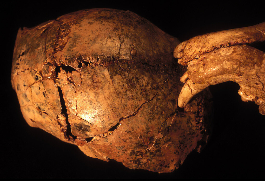 Prehistoric skull and leopard teeth