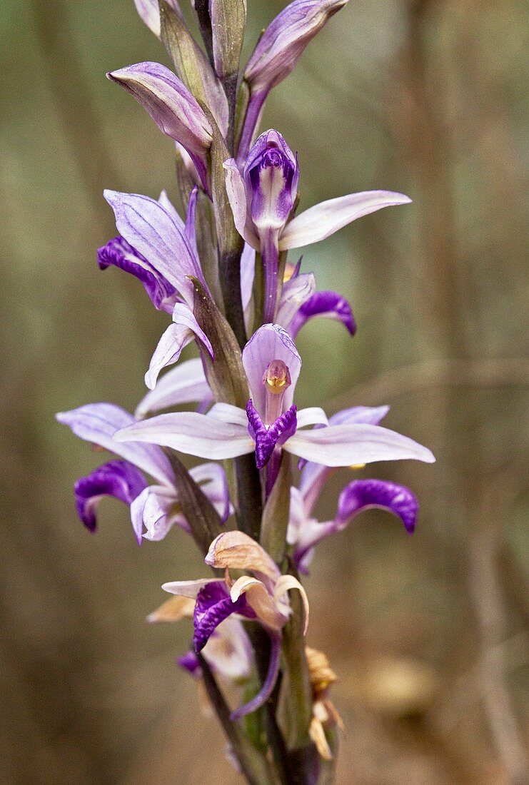 Limodore orchid (Limodorum abortivum)