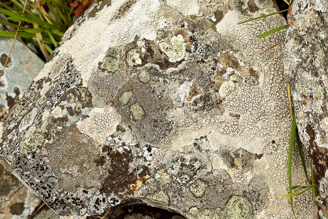 Lichen-covered rock