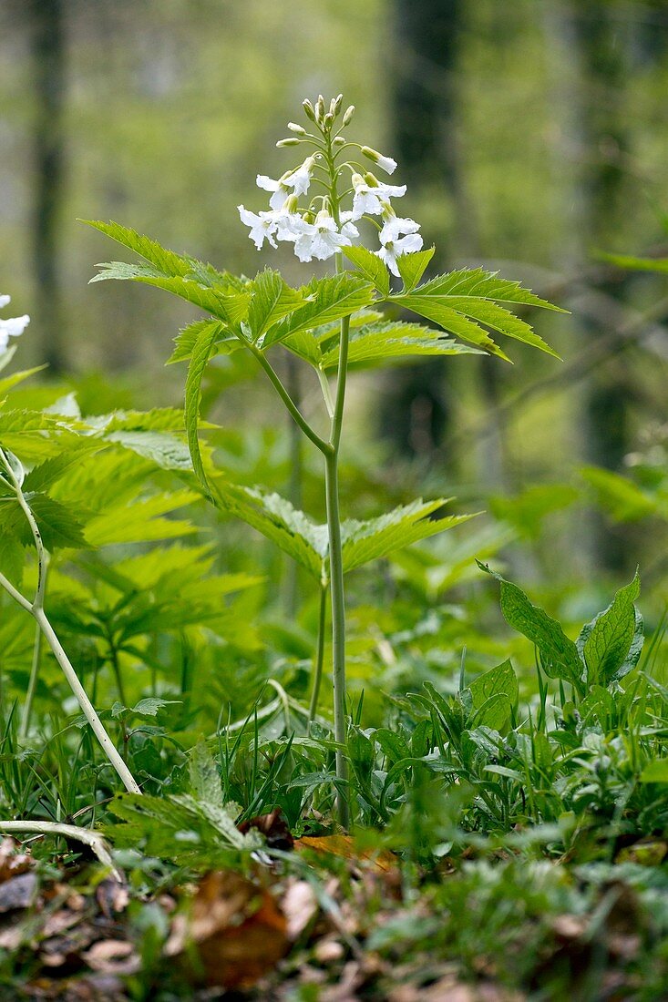 Cardamine heptaphylla in flower in a wood