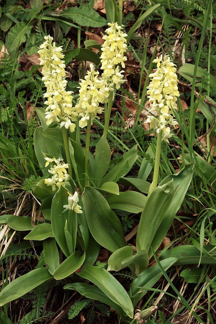 Pale orchids (Orchis pallens) in flower