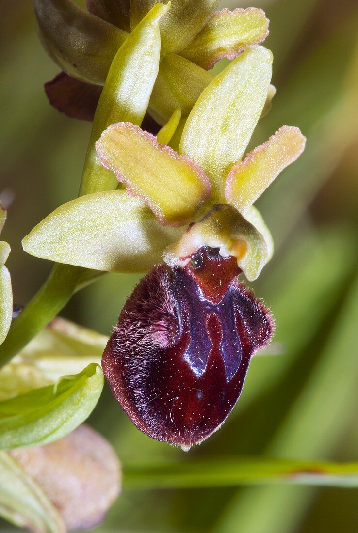 Early spider orchid (Ophrys virescens)