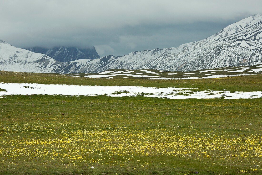 Wildflowers on Campo Imperatore,Italy