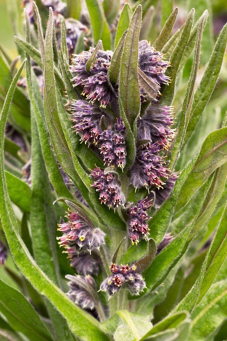 Borage (Solenanthus apenninus) flowers