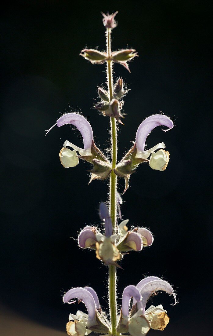 Clary sage (Salvia sclarea) in flower