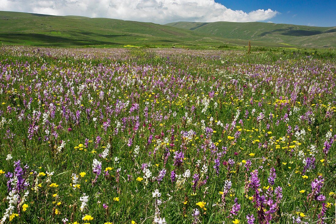 Wildflowers in grassland,Turkey