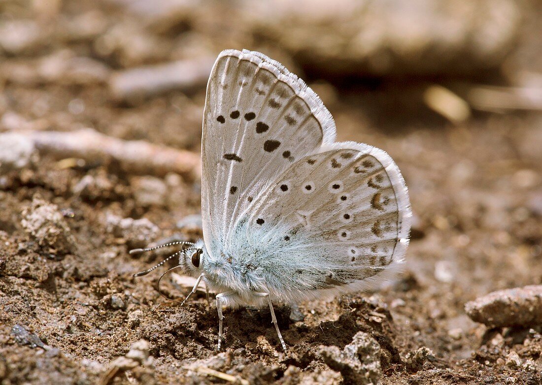 Zephyr blue butterfly mud-puddling