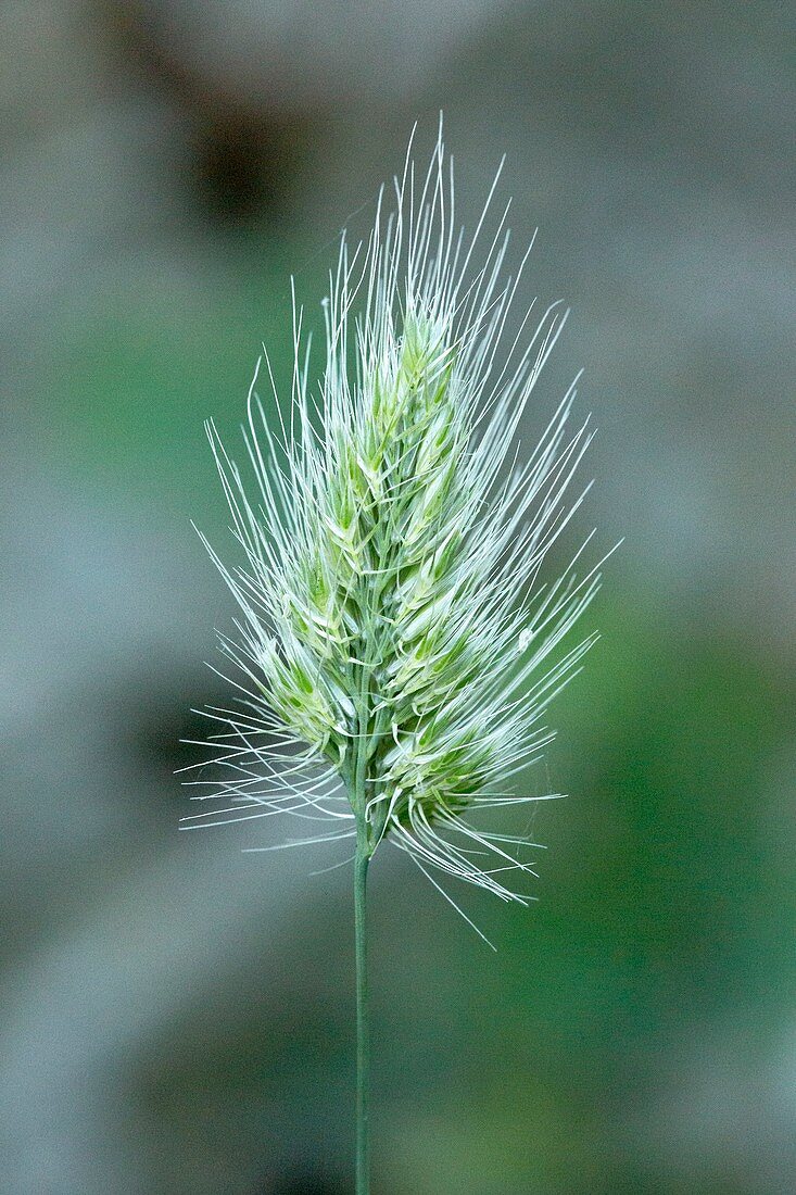 Dogtail grass (Cynosurus echinatus)