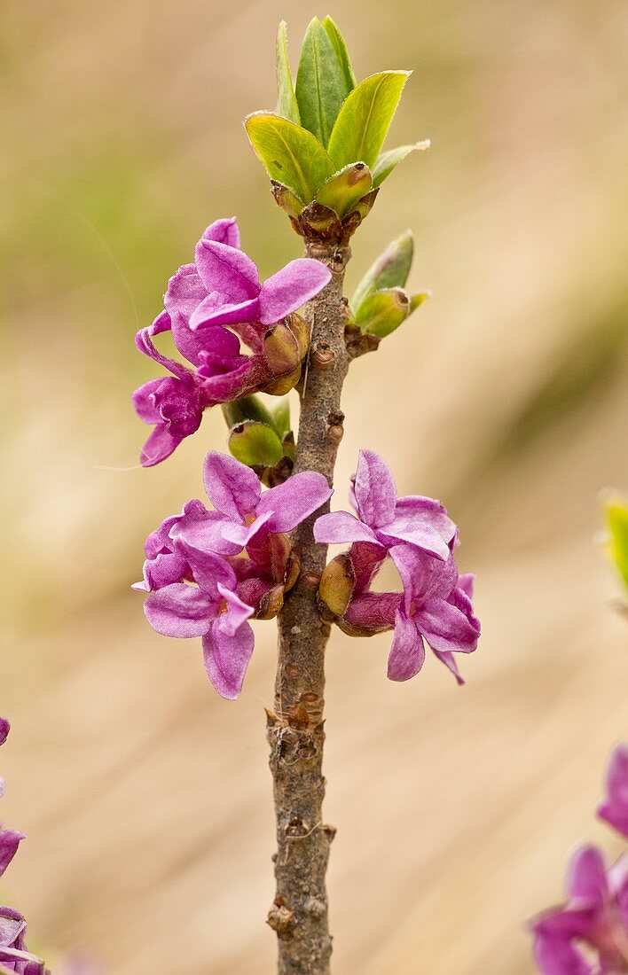Mezereon (Daphne mezereum) in flower