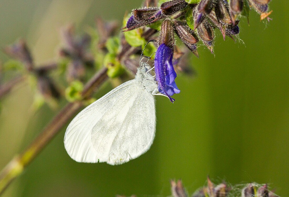 Wood white butterfly on clary flower