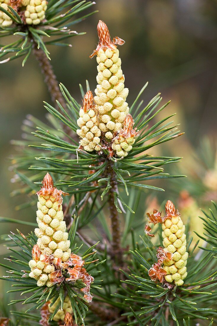 Scots pine (Pinus sylvestris) in flower