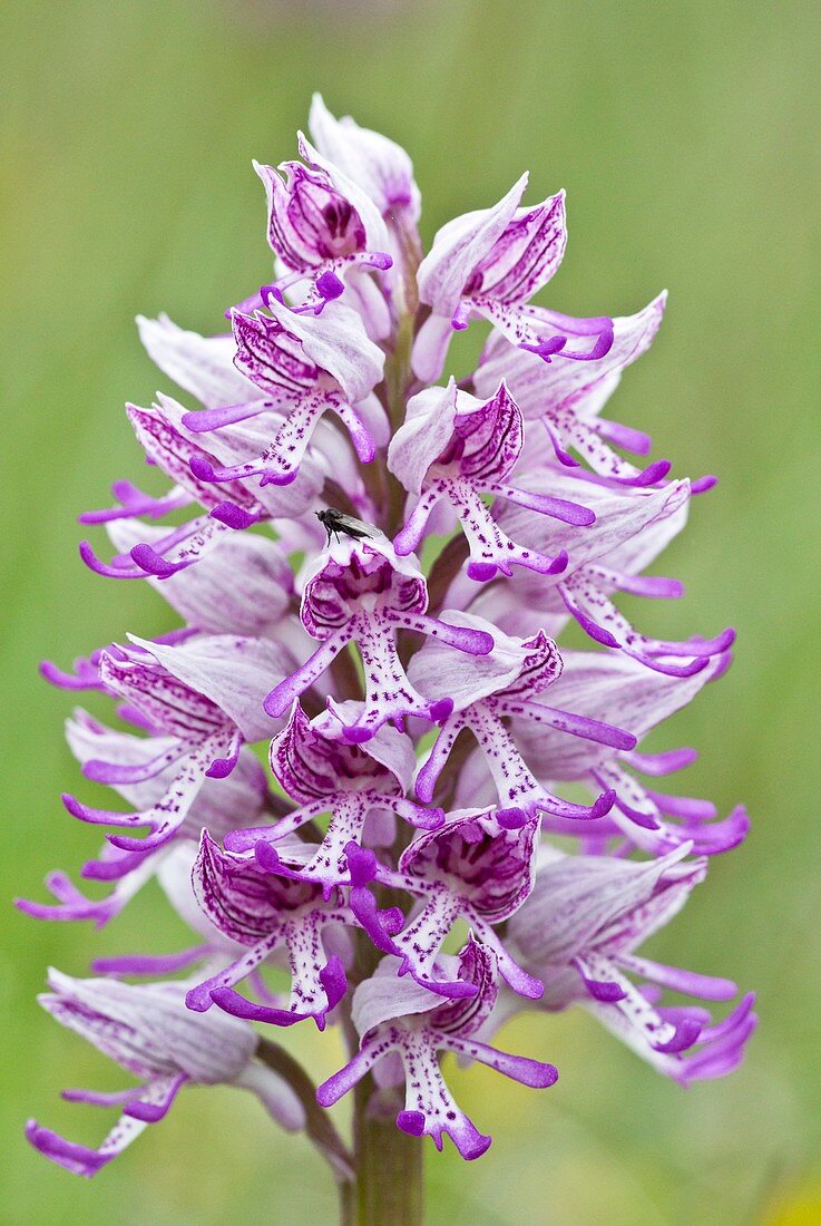 Hybrid orchid (Orchis militaris x simia)