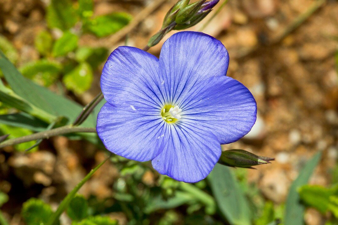 Blue flax (Linum narbonense) flower