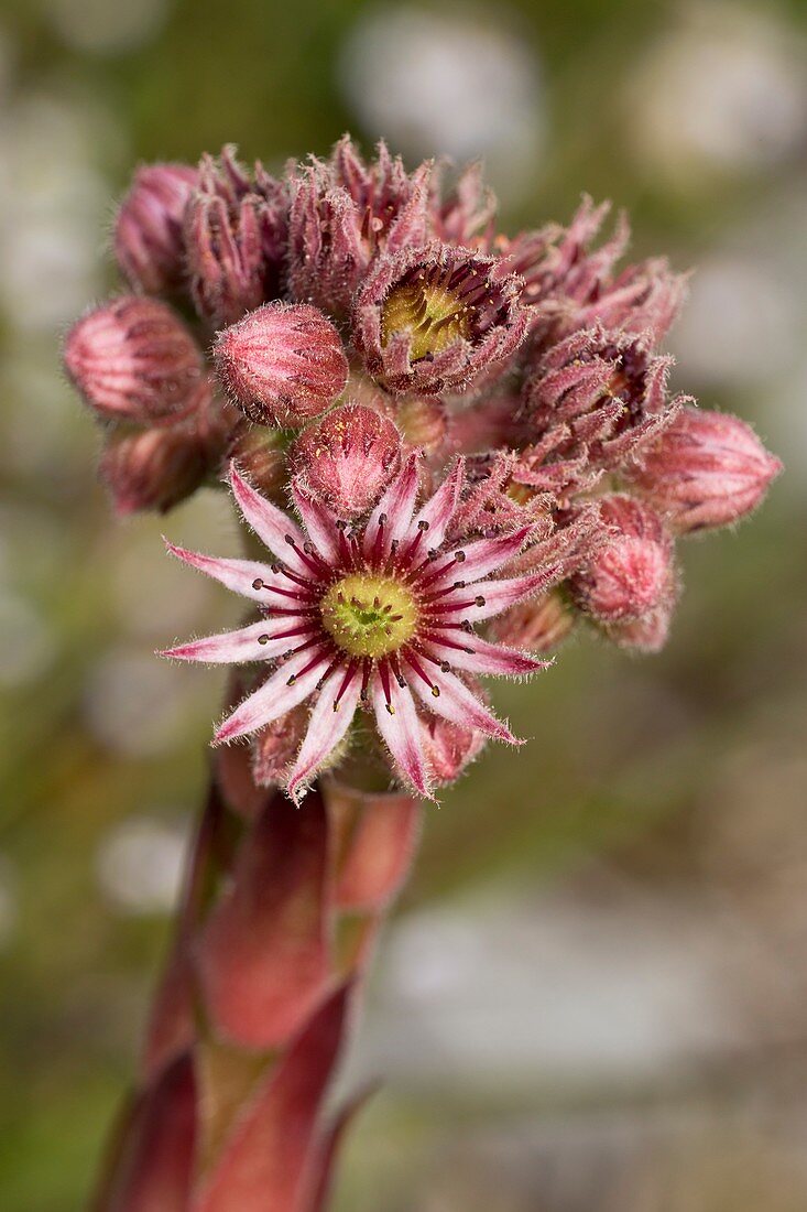 Houseleek (Sempervivum tectorum) flowers
