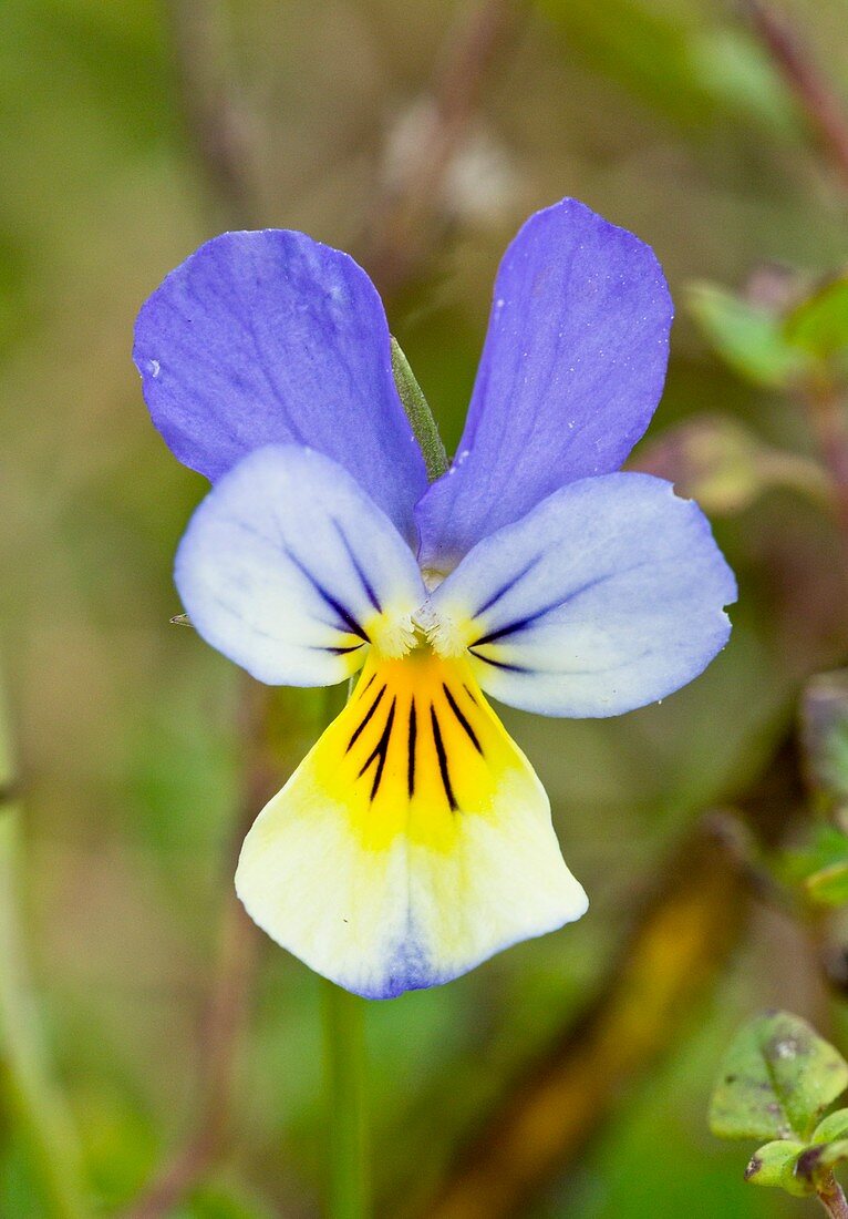 Heartsease (Viola tricolor alpina) flower