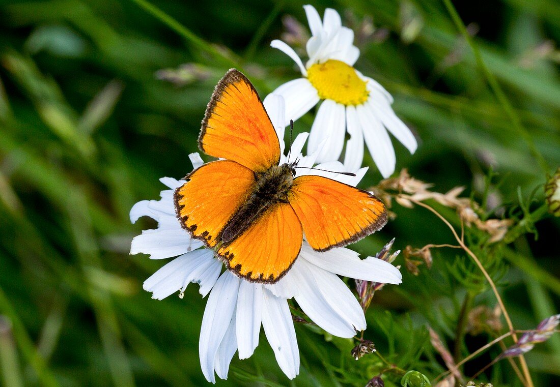 Male scarce copper butterfly