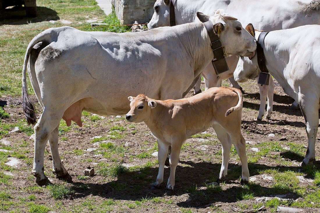 Alpine cows