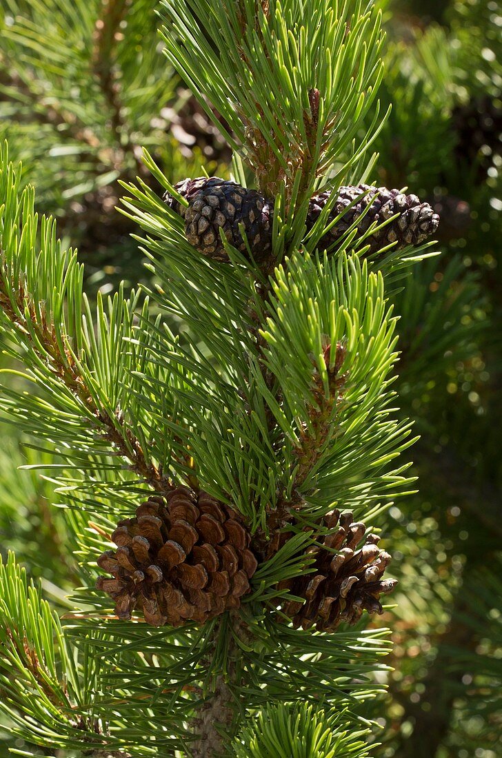 Dwarf pine (Pinus mugo)