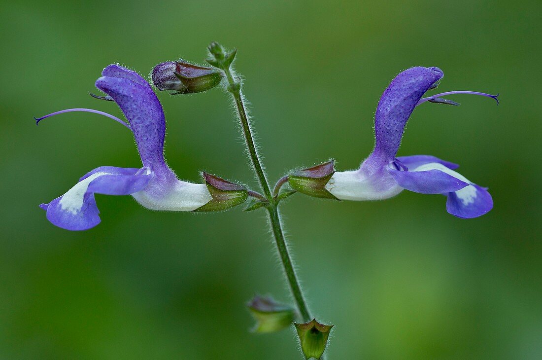 Saliva forsskaolei flowers