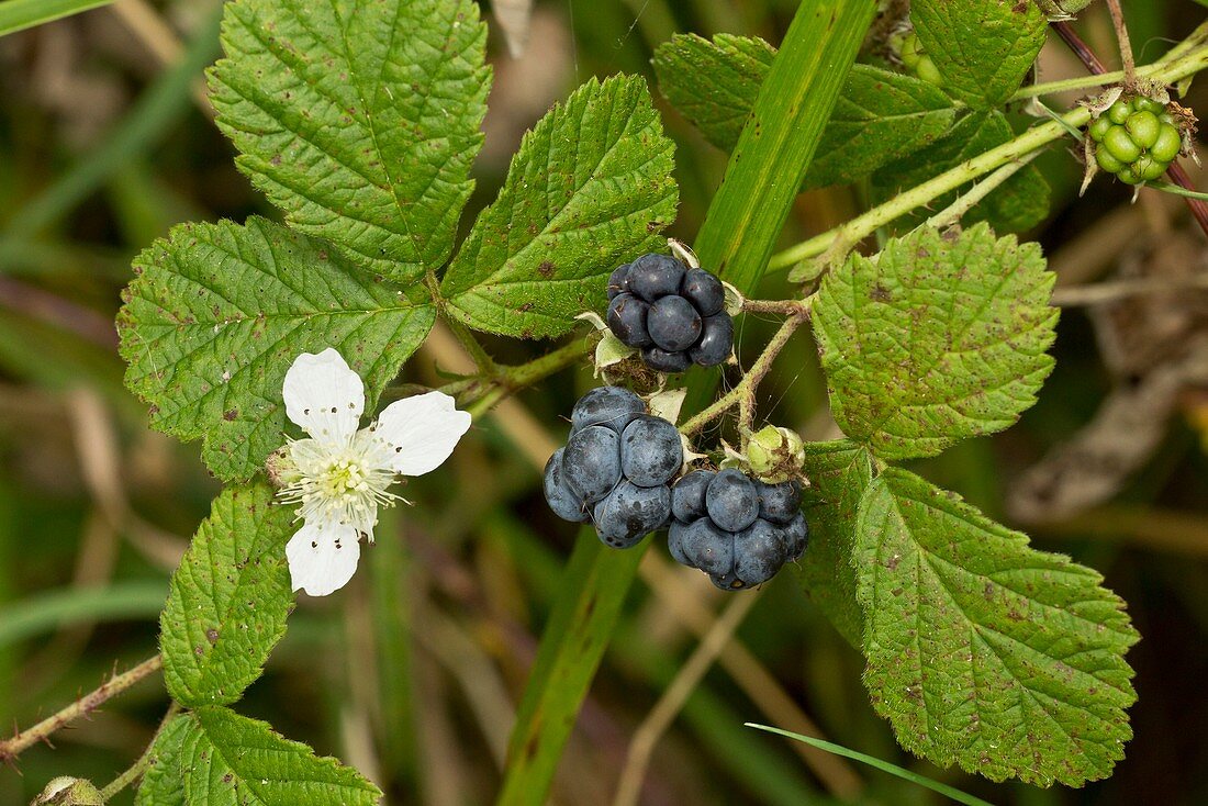 Ripe elderberries (Rubus caesius)