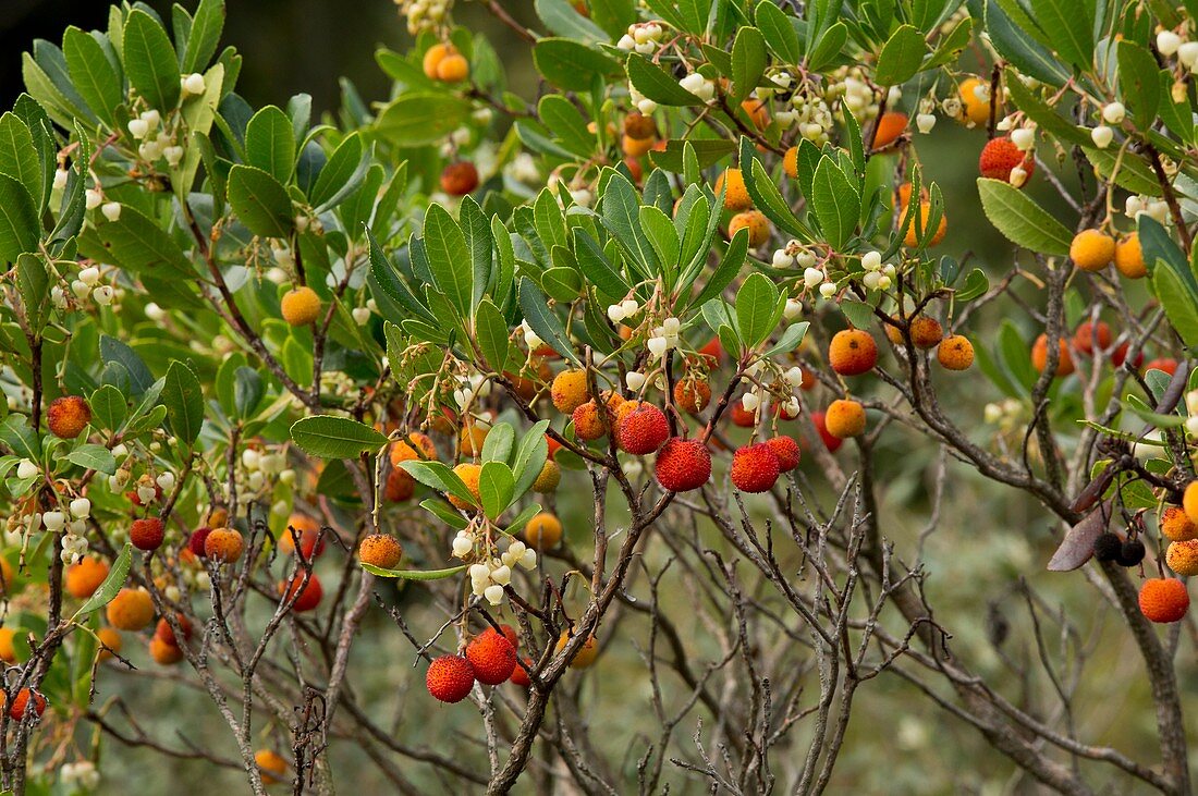 Arbutus unedo in flower and fruit