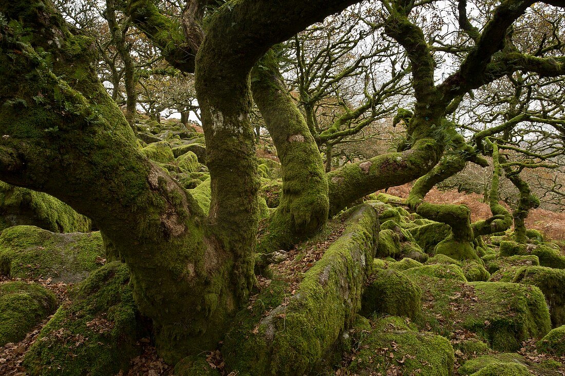 Wistman's Wood,Dartmoor,UK