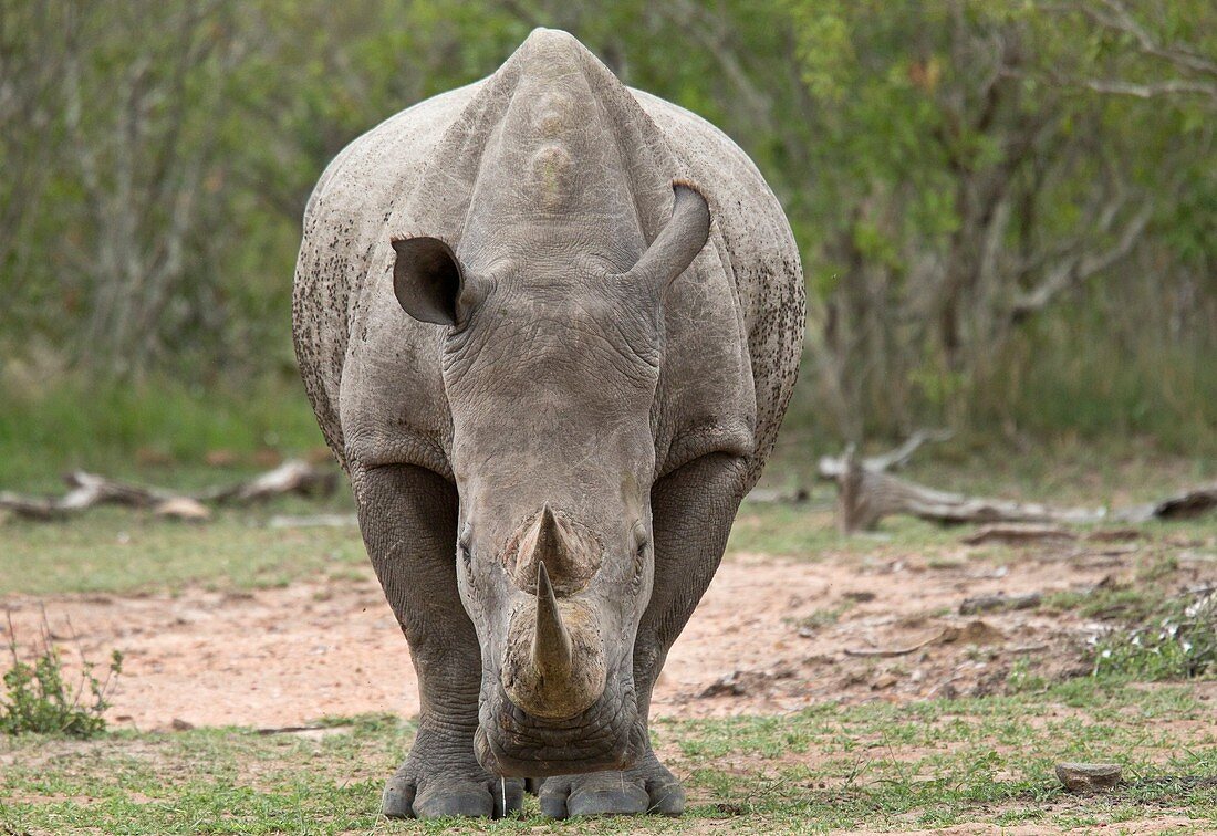 White rhino