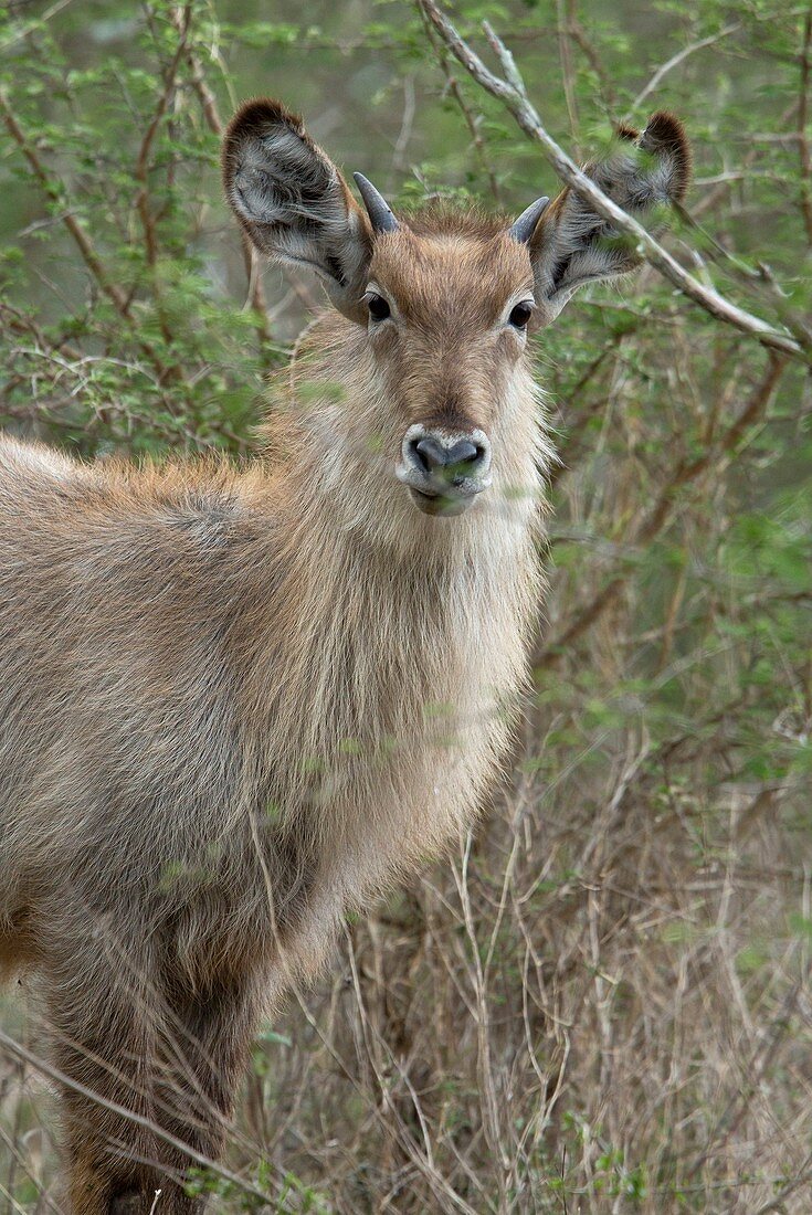 Young male waterbuck
