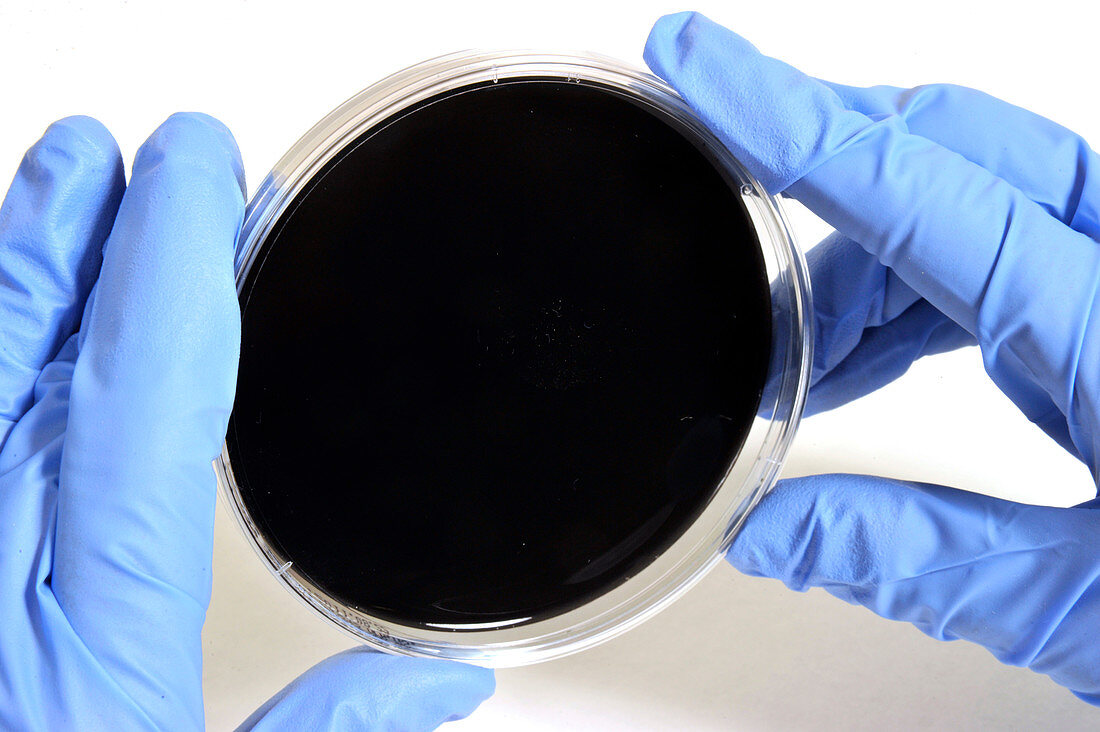 Buffered charcoal yeast extract agar