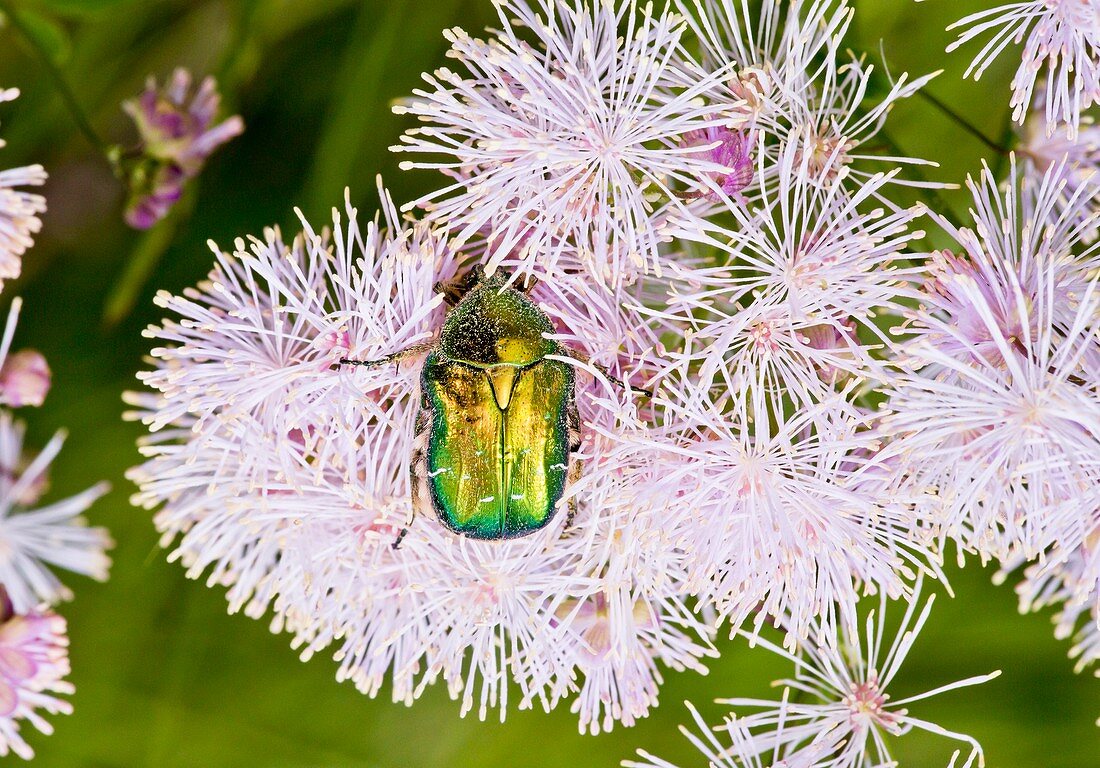 Rose chafer on meadow-rue flowers