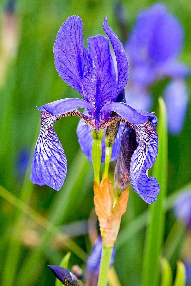 Siberian iris (Iris sibirica) in flower