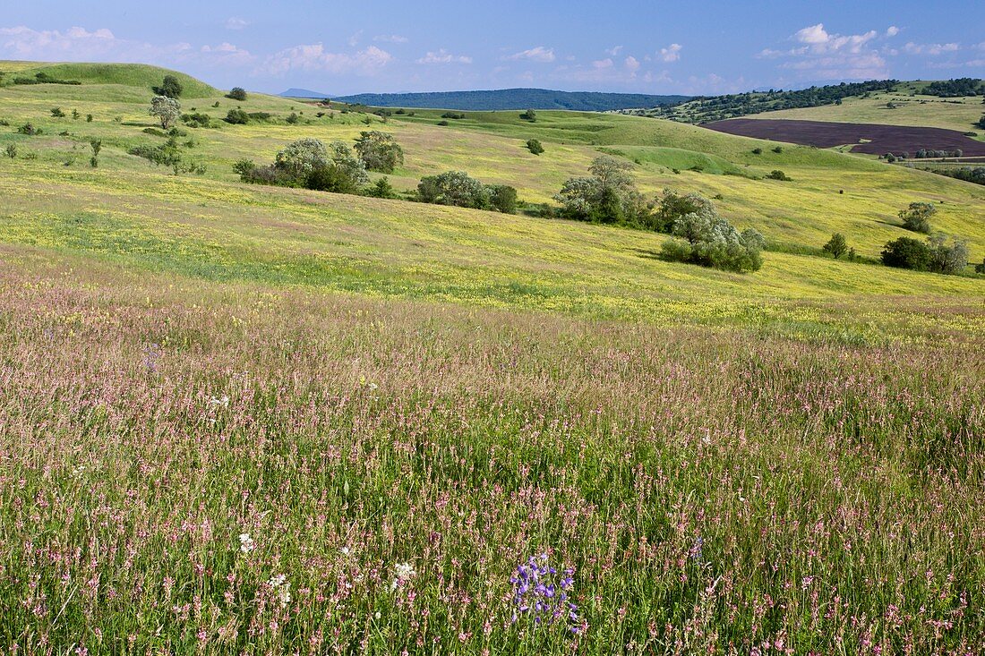 Flowery pasture,Romania