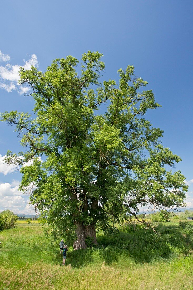Small leaved elm (Ulmus minor) tree