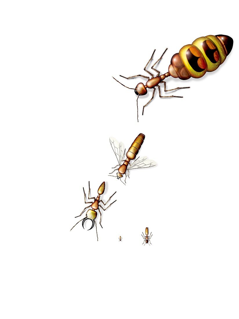 Ant castes,illustration