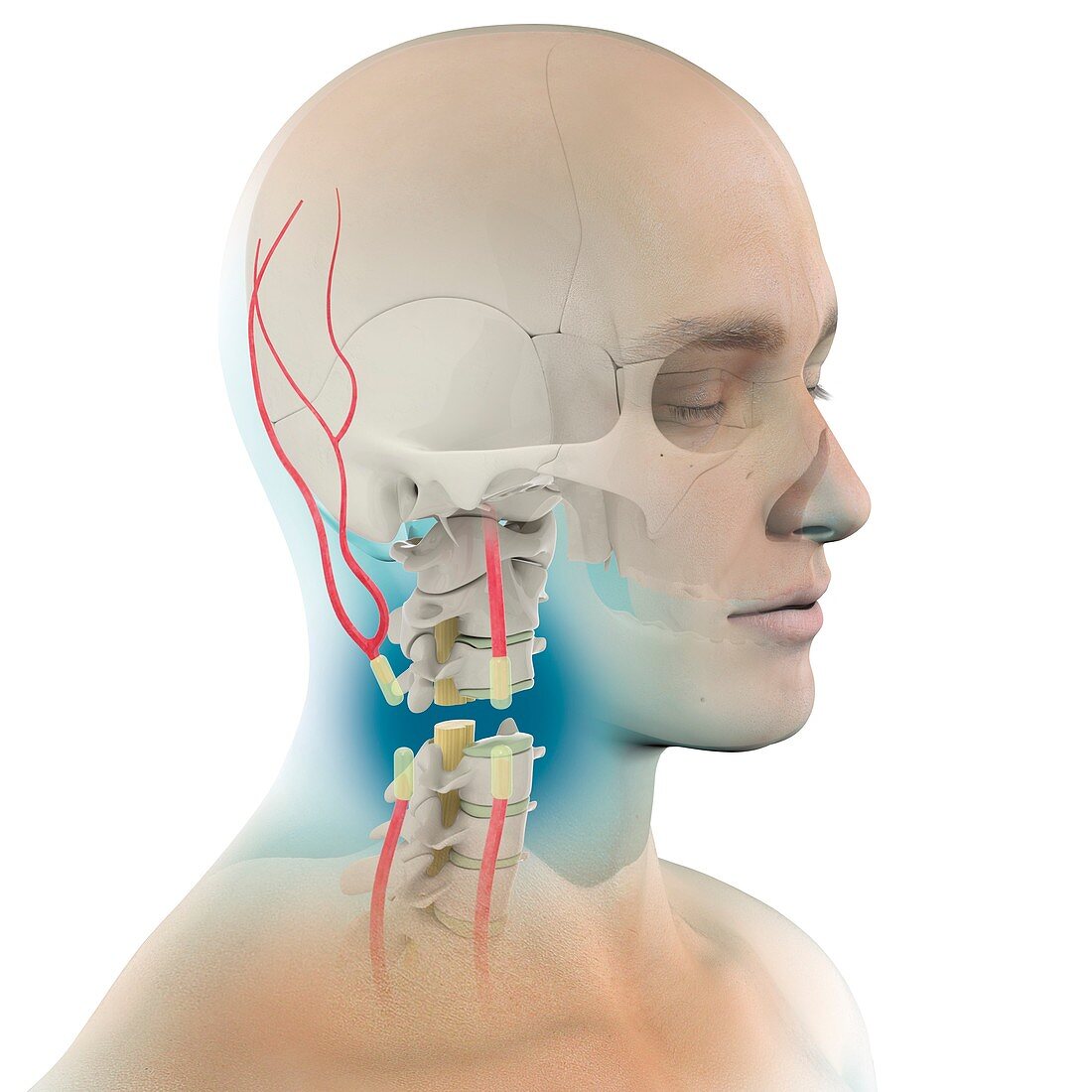 Head transplant,conceptual illustration