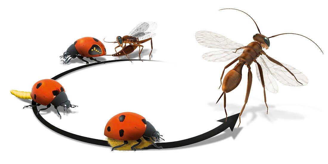 Wasp parasitising ladybird,illustration