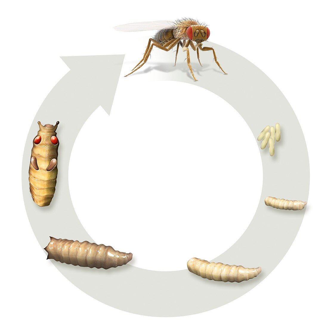 Fruit fly life-cycle,illustration