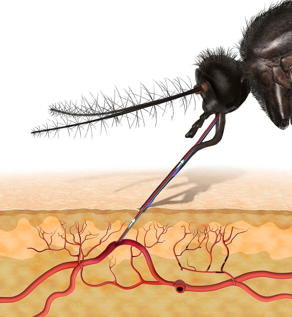 Mosquito feeding on blood,illustration