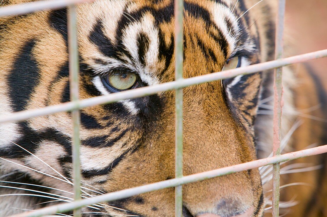 A Sumatran Tiger in Dalton Zoo