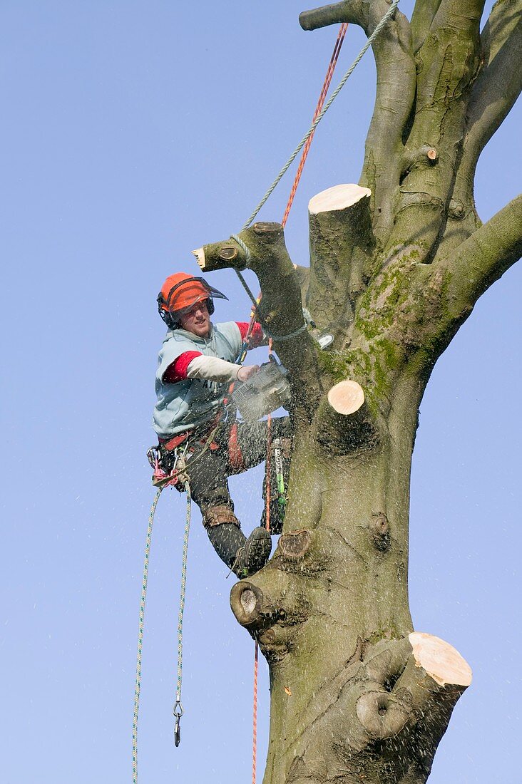 A tree surgeon chopping a tree down