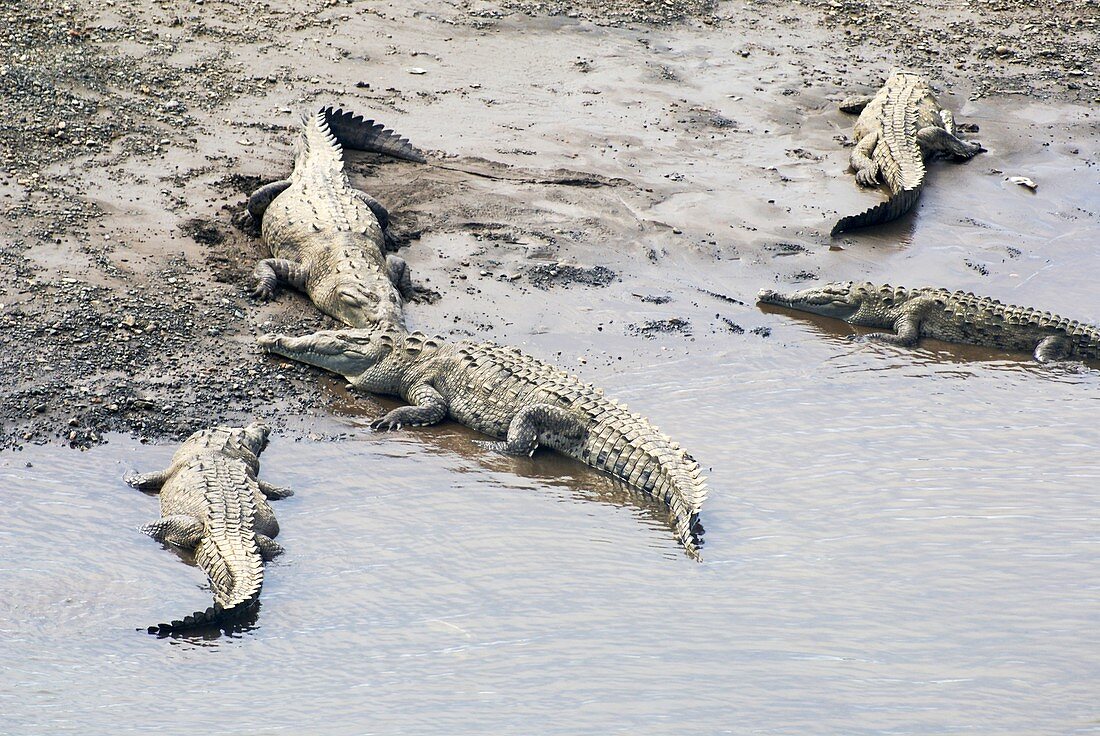 American crocodiles (Crocodylus acutus)