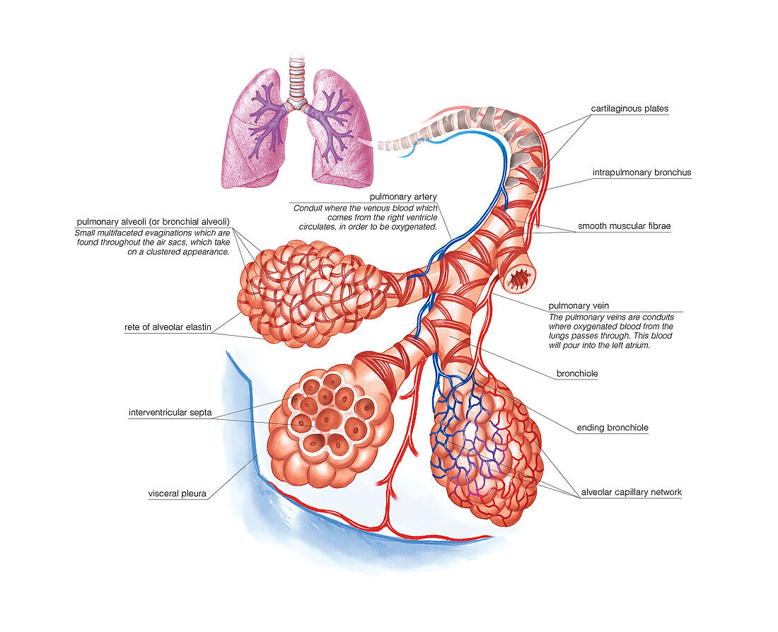 Respiratory Function,illustration