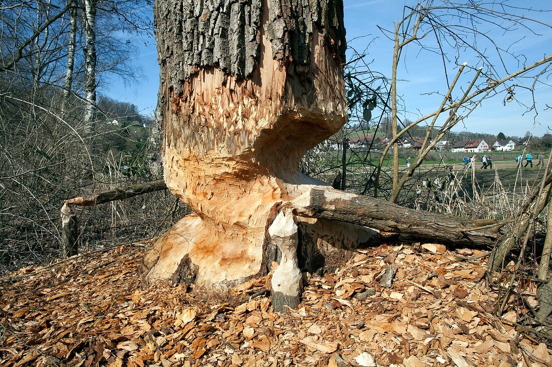 Tree being felled by beaver