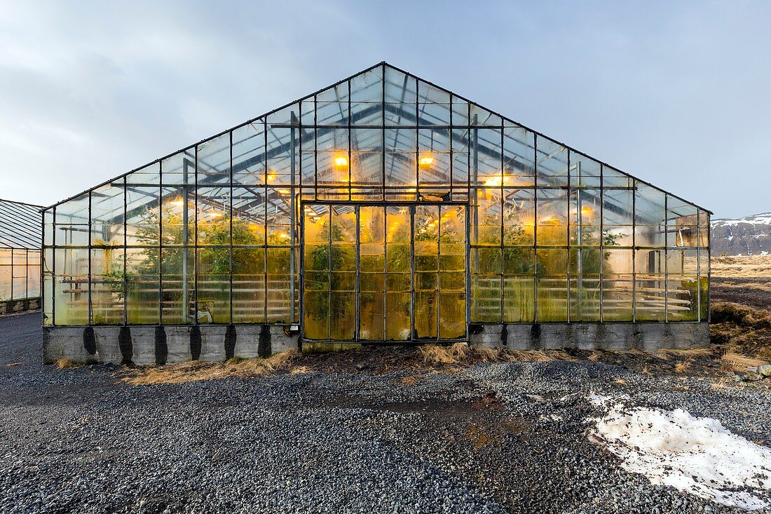 Geothermally heated greenhouse