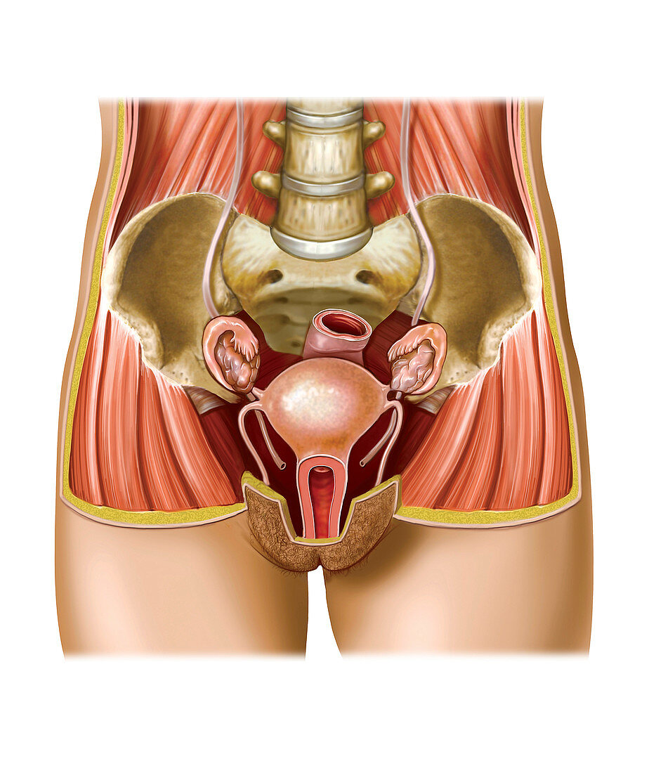 Female Genital System,illustration