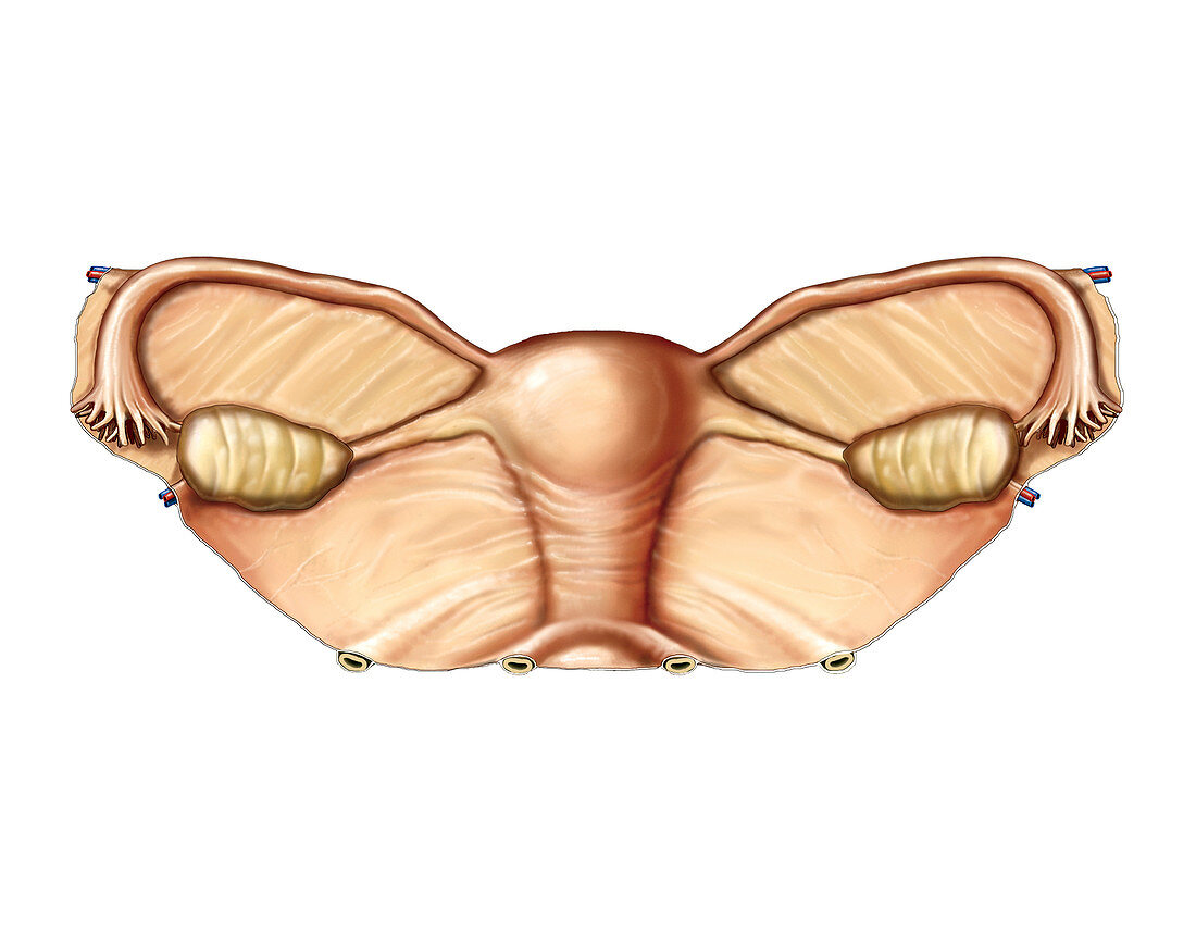 Female Genital System,illustration